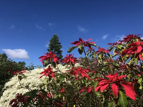 92-8233 Reef Parkway Ocean View HI 96737