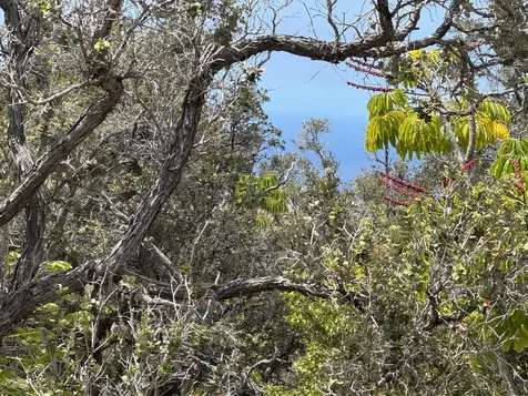 92-8689 Lehua Lane Ocean View HI 96737