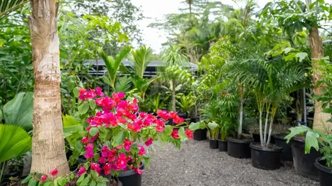 16-150 Ainaloa Boulevard Kurtistown HI 96760