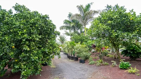 16-150 Ainaloa Boulevard Kurtistown HI 96760