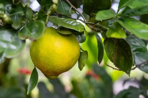 16-150 Ainaloa Boulevard Kurtistown HI 96760