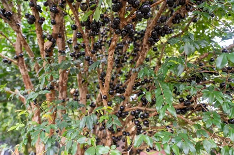 16-150 Ainaloa Boulevard Kurtistown HI 96760