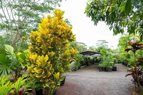 16-150 Ainaloa Boulevard Kurtistown HI 96760