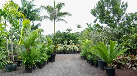 16-150 Ainaloa Boulevard Kurtistown HI 96760