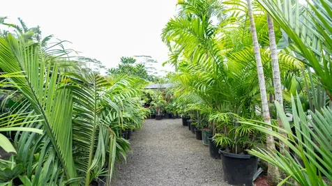 16-150 Ainaloa Boulevard Kurtistown HI 96760