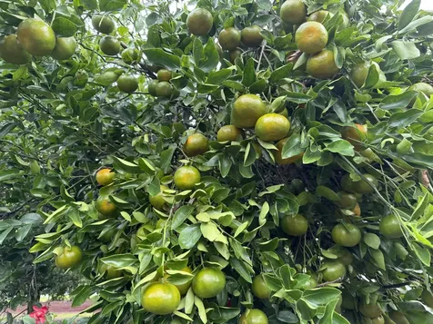 16-150 Ainaloa Boulevard Kurtistown HI 96760