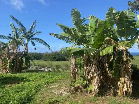 53-4255 Akoni Pule Highway Kapaau HI 96755