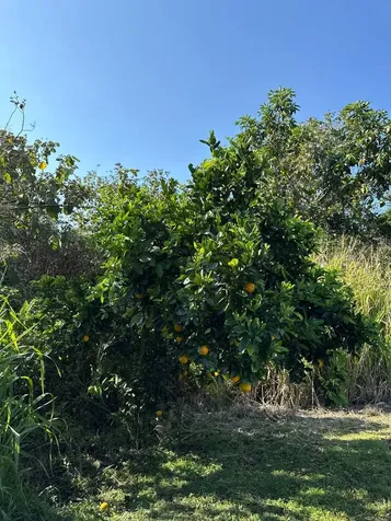 13-1368 Launahele Road Pahoa HI 96778