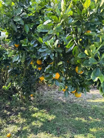 13-1368 Launahele Road Pahoa HI 96778