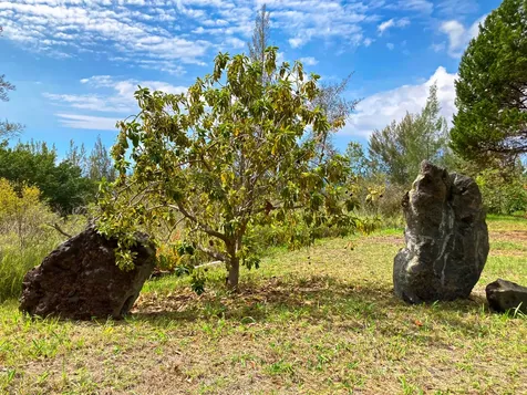 92-8621 King Kamehameha Boulevard Ocean View HI 96737