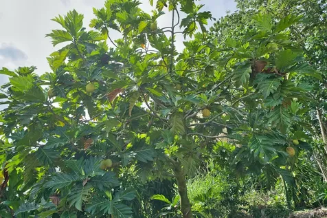 1594 Kaunala Place Hilo HI 96720