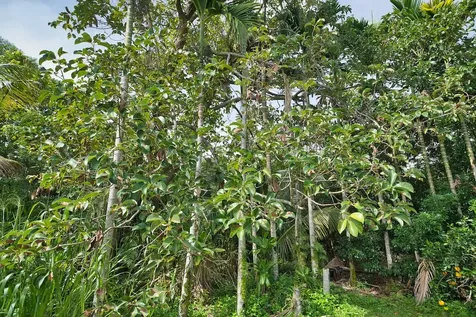 1594 Kaunala Place Hilo HI 96720