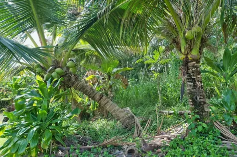 1594 Kaunala Place Hilo HI 96720