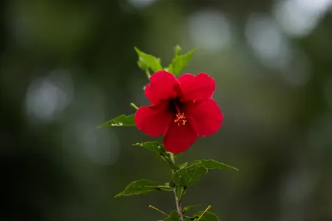 45-1006 Kalehua Road Honokaa HI 96727