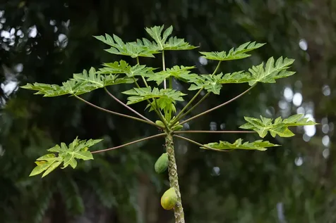 45-1006 Kalehua Road Honokaa HI 96727