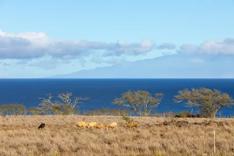 56-2891 Haleakala View Place Hawi HI 96719