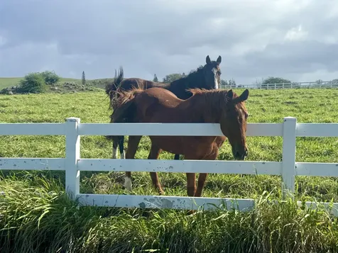 56-2891 Haleakala View Place Hawi HI 96719