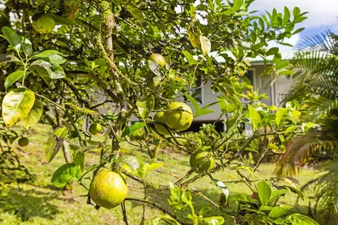 120 Opio Road Hilo HI 96720