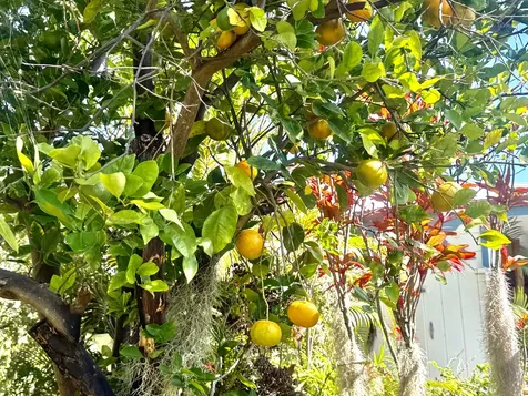 94-1726 Wakea Avenue Naalehu HI 96772