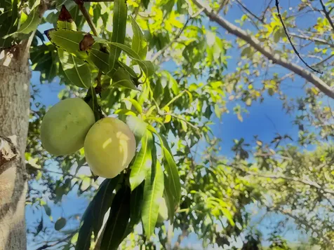 94-1726 Wakea Avenue Naalehu HI 96772