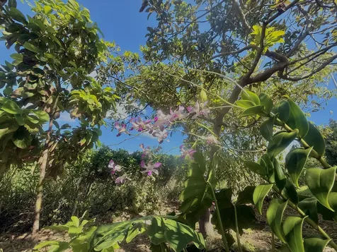 94-1726 Wakea Avenue Naalehu HI 96772