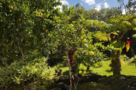 11-3545 Pikake Street Mountain View HI 96771