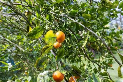 11-1860 Mahina Street Mountain View HI 96771