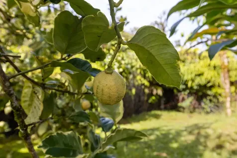 11-1860 Mahina Street Mountain View HI 96771