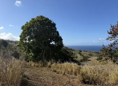 47-4536 Honokaa Waipio Road Honokaa HI 96727