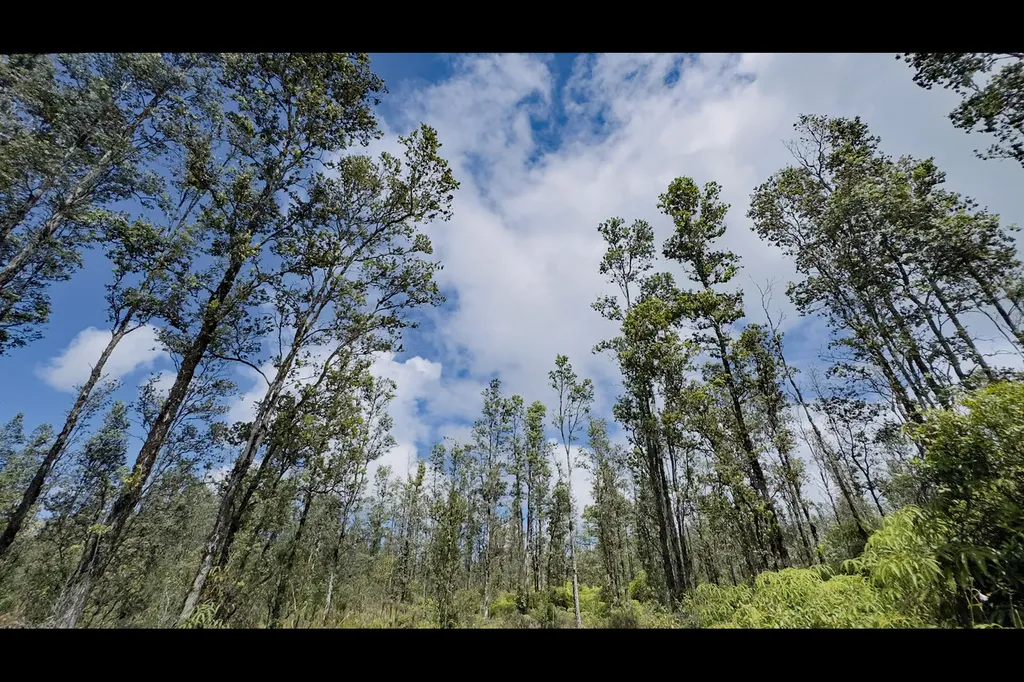 Road 8 (MOHO) Mountain View HI 96760