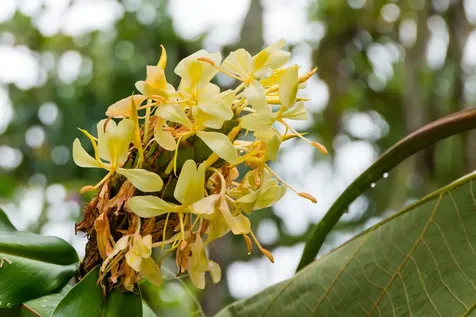 15-2689 Ono Street Pahoa HI 96778