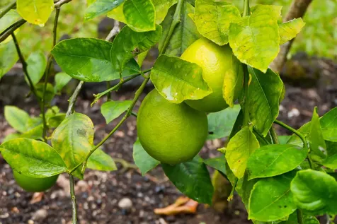 15-2689 Ono Street Pahoa HI 96778