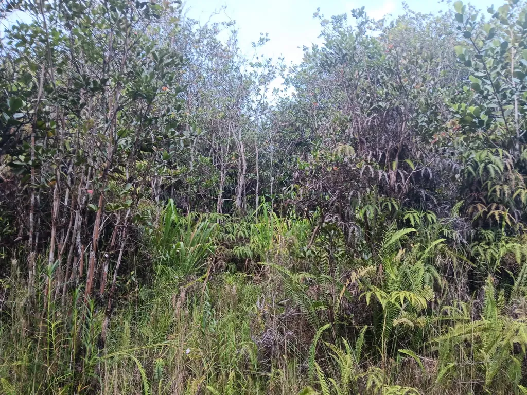 Road 3 (HOPUE) Mountain View HI 96760