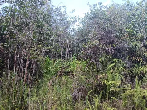 Road 3 (HOPUE) Mountain View HI 96760