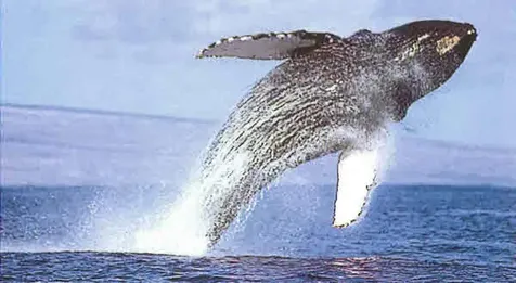 59-111 Pakuikui Place Kamuela HI 96743