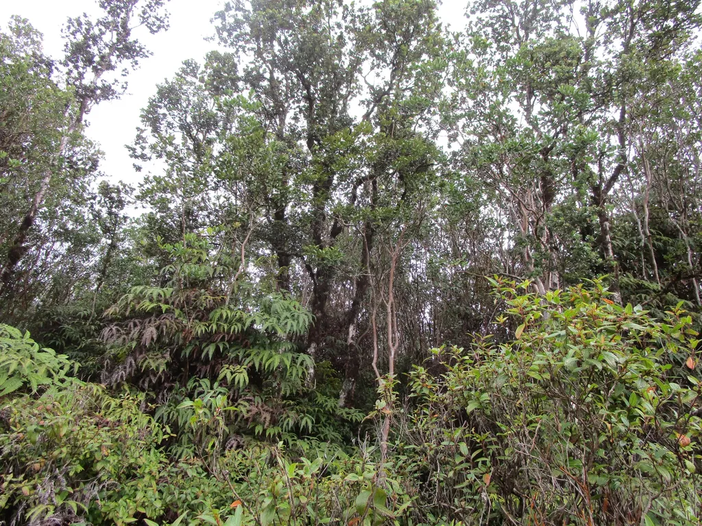 Road 1 (uhini Ana) Mountain View HI 96760