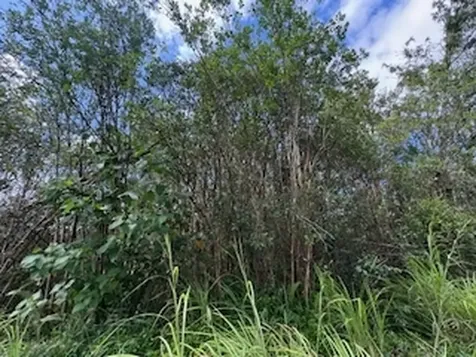 Kehaulani Street Keaau HI 96749