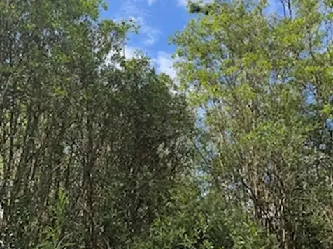 Kehaulani Street Keaau HI 96749