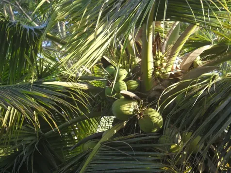 15-285 Puni Makai Lp Pahoa HI 96778