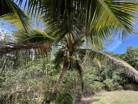 15-1957 11th Avenue Keaau HI 96749