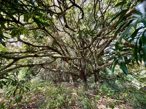 15-1957 11th Avenue Keaau HI 96749