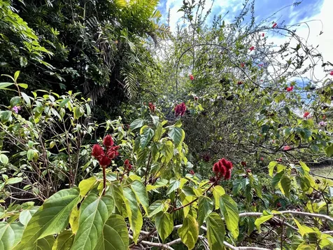 15-1957 11th Avenue Keaau HI 96749