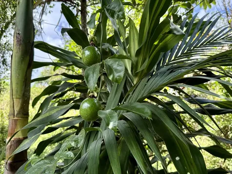 16-233 Orchid Land Drive Keaau HI 96760