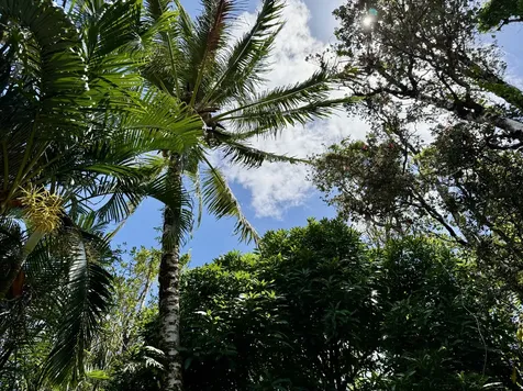 16-233 Orchid Land Drive Keaau HI 96760