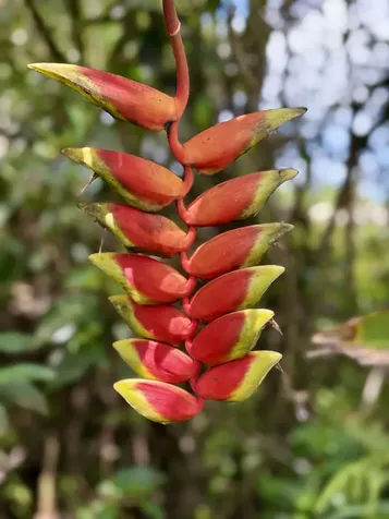 Kiele Street Keaau HI 96749