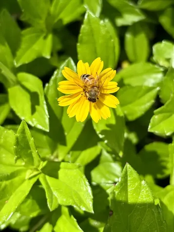 Kiele Street Keaau HI 96749