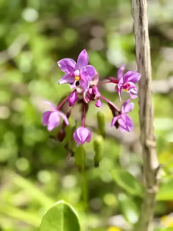 Kiele Street Keaau HI 96749