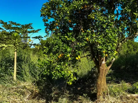 55-680 Hawi Road Hawi HI 96719