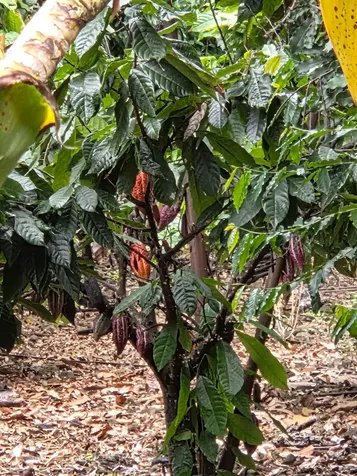 83-5782 Napoopoo Road Captain Cook HI 96704