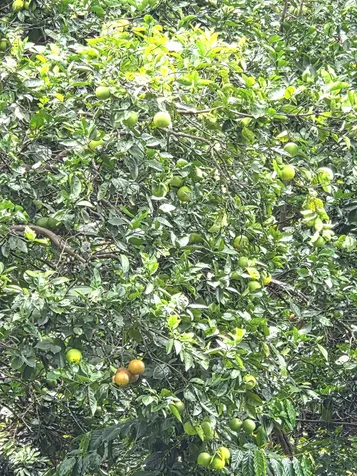 83-5782 Napoopoo Road Captain Cook HI 96704